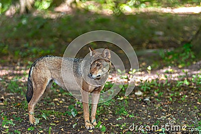 Lonely gray wolf met in the forest Stock Photo